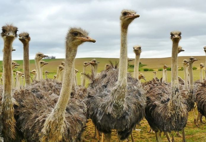 18 Significados de Sonhar com Avestruzes