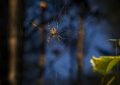 7 Significados de Sonhar com Picada de Aranha