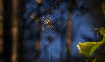 7 Significados de Sonhar com Picada de Aranha