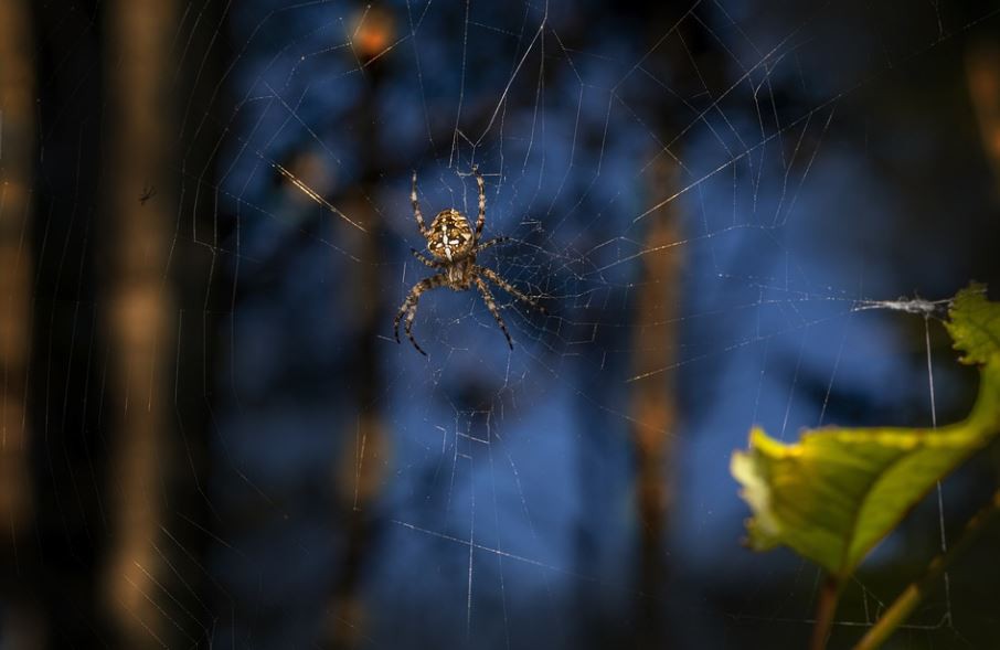7 Significados de Sonhar com Picada de Aranha