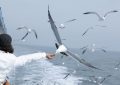10 Significados de Sonhar com Gaivotas