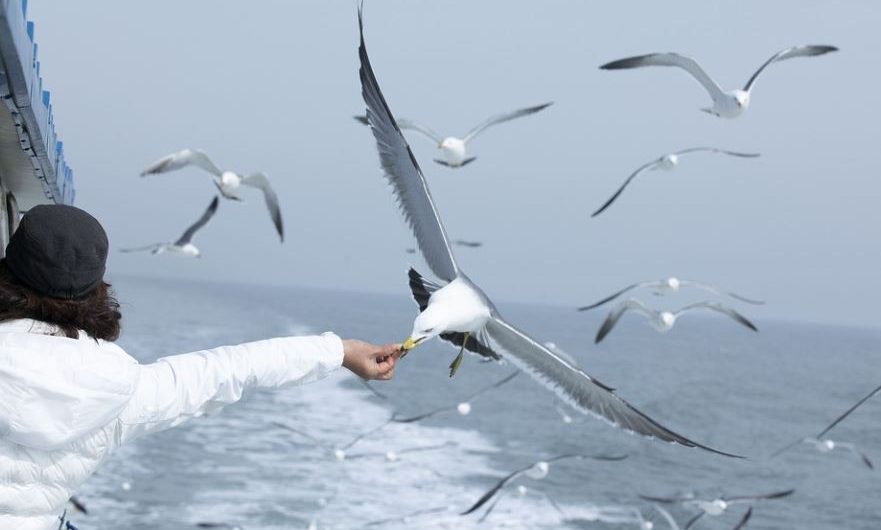 10 Significados de Sonhar com Gaivotas