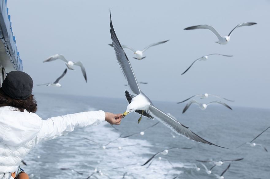 10 Significados de Sonhar com Gaivotas