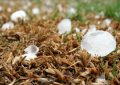 8 Significados de Sonhar com Granizo