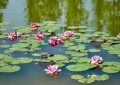 28 Significados de Sonhar com um Lago