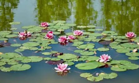 28 Significados de Sonhar com um Lago
