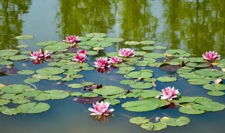 28 Significados de Sonhar com um Lago