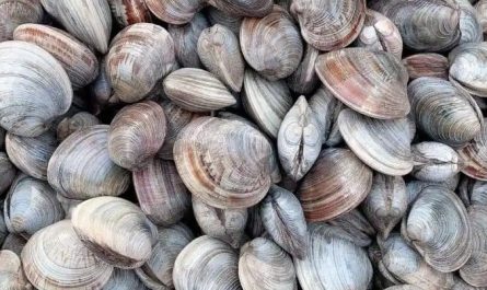 10 Significados de Sonhar com Amêijoas