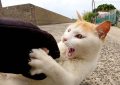 5 Significados de Sonhar com um Gato a Morder-te