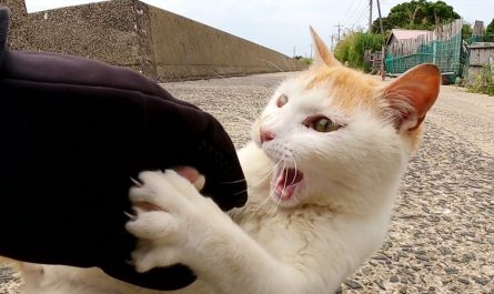 5 Significados de Sonhar com um Gato a Morder-te