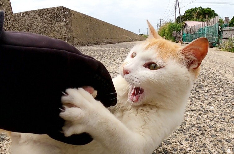 5 Significados de Sonhar com um Gato a Morder-te