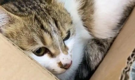 10 Significados de Sonhar com a Perda de um Gato