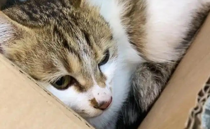 10 Significados de Sonhar com a Perda de um Gato