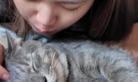 5 Significados de Sonhar em Ter um Gato
