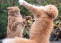 10 Significados de Sonhar com Lutas de Gatos