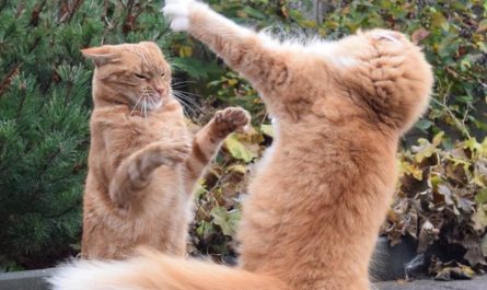 10 Significados de Sonhar com Lutas de Gatos
