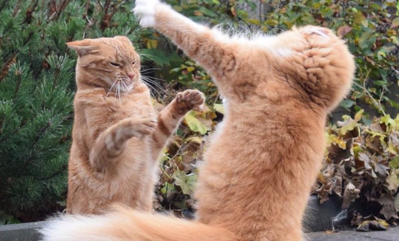 10 Significados de Sonhar com Lutas de Gatos