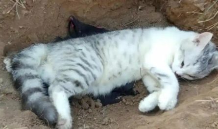 16 Significados de Sonhar com um Gato Morto