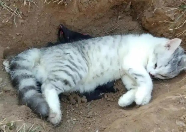 16 Significados de Sonhar com um Gato Morto