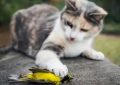 12 Significados de Sonhar em Matar um Gato