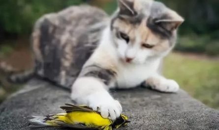 12 Significados de Sonhar em Matar um Gato
