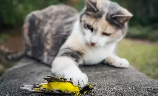 12 Significados de Sonhar em Matar um Gato