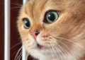 14 Significados de Sonhar com Gatos Falantes