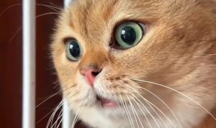 14 Significados de Sonhar com Gatos Falantes