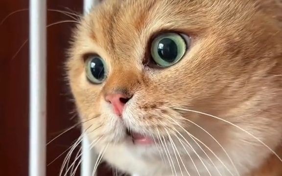 14 Significados de Sonhar com Gatos Falantes