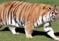 12 Significados de Sonhar com Felinos Grandes
