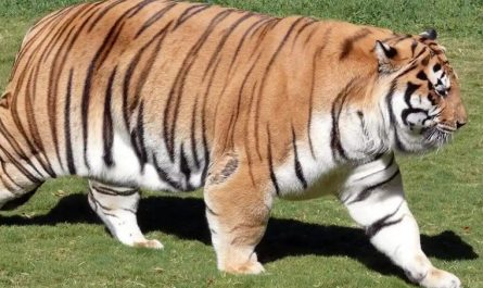 12 Significados de Sonhar com Felinos Grandes