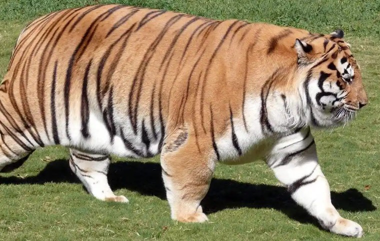 12 Significados de Sonhar com Felinos Grandes