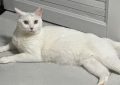 16 Significados de Sonhar com um Gato Branco