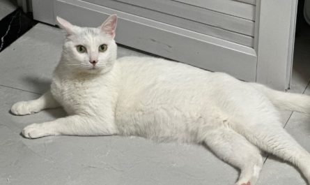 16 Significados de Sonhar com um Gato Branco