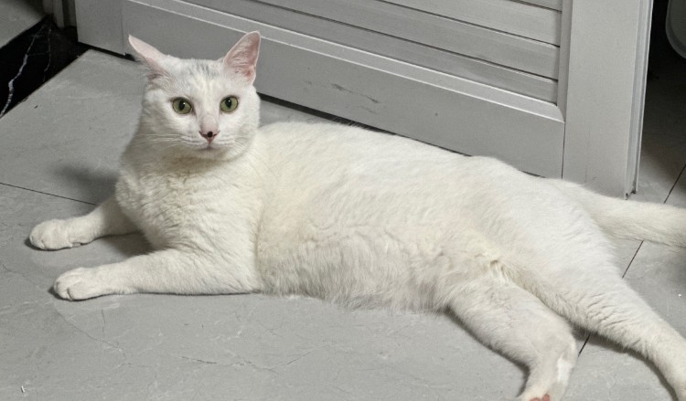 16 Significados de Sonhar com um Gato Branco