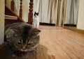 16 Significados de Sonhar com um Gato a Entrar em Casa