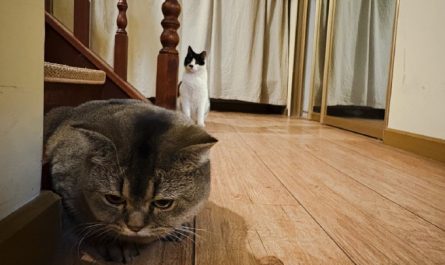16 Significados de Sonhar com um Gato a Entrar em Casa