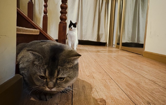 16 Significados de Sonhar com um Gato a Entrar em Casa