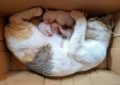10 Significados de Sonhar com uma Gata a Dar à Luz Gatinhos