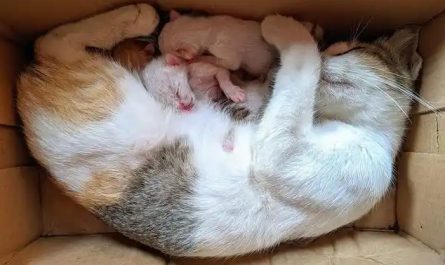 10 Significados de Sonhar com uma Gata a Dar à Luz Gatinhos