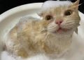 10 Significados de Sonhar Dar Banho a um Gato