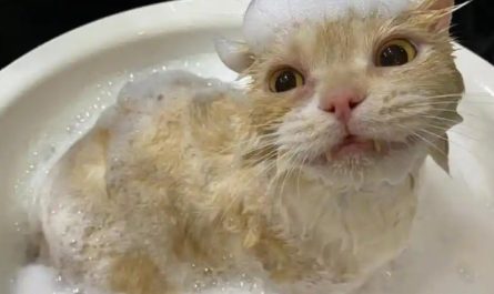 10 Significados de Sonhar Dar Banho a um Gato