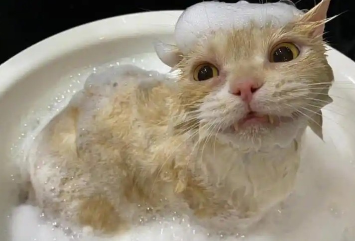 10 Significados de Sonhar Dar Banho a um Gato