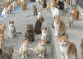 14 Significados de Sonhar com Muitos Gatos