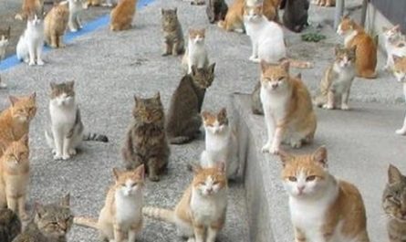 14 Significados de Sonhar com Muitos Gatos