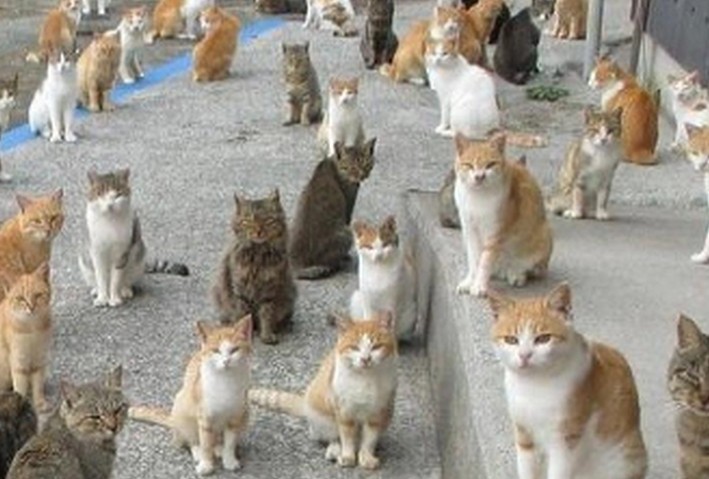 14 Significados de Sonhar com Muitos Gatos