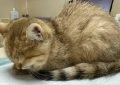 12 Significados de Sonhar com um Gato Doente