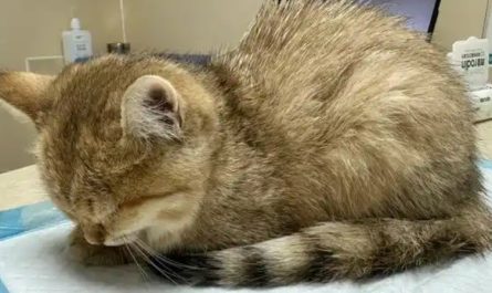 12 Significados de Sonhar com um Gato Doente