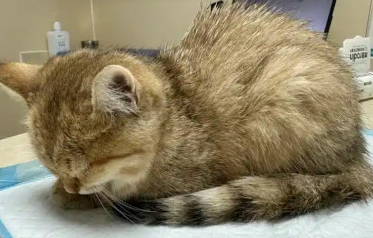 12 Significados de Sonhar com um Gato Doente