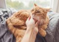 10 Significados de Sonhar Tocar num Gato